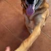 Potti  sportlicher Mischling