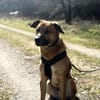 Potti  sportlicher Mischling