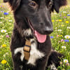 Yumi sucht ihren Traumplatz