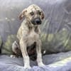 Pippi -  wurde mit Anika einfach ausgesetzt