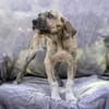 Pippi -  wurde mit Anika einfach ausgesetzt