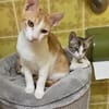 Nefeli & Orion suchen gemeinsam ein Zuhause