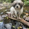 Elika hat ein freundliches Wesen und ist stets gut gelaunt
