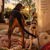 Lexi 🥰 kluge lernbereite Junghündin auf Pflegestelle