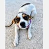Guinda - Schmusemaus sucht ihr Zuhaus