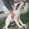 Aida; ruhiges, liebevolles Welpenmädchen