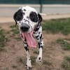 PONGO