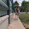 PONGO