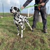 PONGO