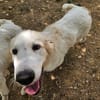 SNOW (en cours d'adoption)