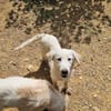 Bronx (en cours d'adoption)