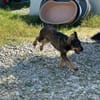 LENI