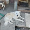 SAMMY