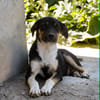CHICO
