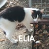 ELIA  A l'adoption