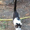 ELIA  A l'adoption