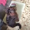 BOUBA