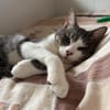 Miaouss