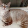 anhängliche Cleo