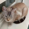 anhängliche Cleo