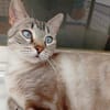 anhängliche Cleo