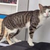 Kater Nicola hofft auf eine neue Chance
