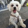 Pufy wartet in 93086 Wörth