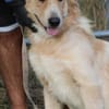 Jazz - kinderlieber Familienhund