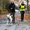 Yang - eine ganz besondere Hündin sucht