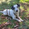 Spotty sucht hundeerfahrene Menschen
