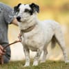 Spotty sucht hundeerfahrene Menschen