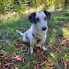 Spotty sucht hundeerfahrene Menschen