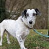 Spotty sucht hundeerfahrene Menschen