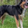 Goofy möchte endlich ankommen