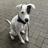 Chiyo sucht erneut dringend neues Zuhause/Pflegestelle