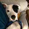 Chiyo sucht erneut dringend neues Zuhause/Pflegestelle