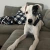 Chiyo sucht erneut dringend neues Zuhause/Pflegestelle