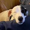 Chiyo sucht erneut dringend neues Zuhause/Pflegestelle