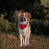 Rey sucht dringend ein neues Zuhause!
