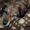 Oskar sucht ein empathisches Zuhause