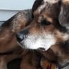 Oskar sucht ein empathisches Zuhause