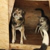 Oskar sucht ein empathisches Zuhause
