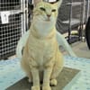 Schöner, etwas nervöser Kater Gunter