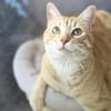 Schöner, etwas nervöser Kater Gunter