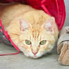 Schöner, etwas nervöser Kater Gunter