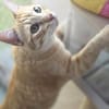 Schöner, etwas nervöser Kater Gunter