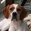 Samy, geb. ca. 07/2025, 52379 Langerwehe