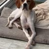 Samy, geb. ca. 07/2025, 52379 Langerwehe