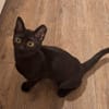 Lebensfrohes Katzenmädchen Marie