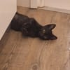 Lebensfrohes Katzenmädchen Marie